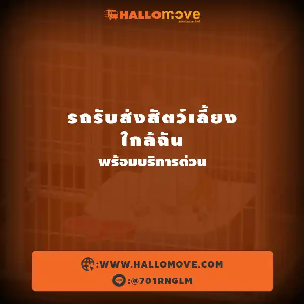 รถรับส่งสัตว์เลี้ยงใกล้ฉัน พร้อมบริการด่วน