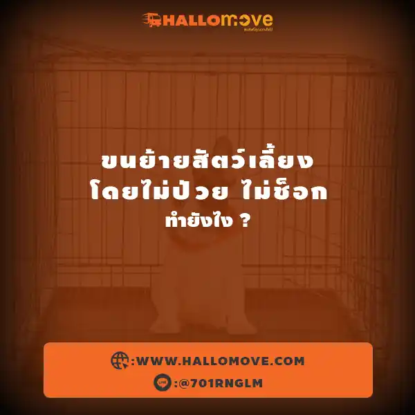 ขนย้ายสัตว์เลี้ยงโดยไม่ป่วย ไม่ช็อก ทำยังไง
